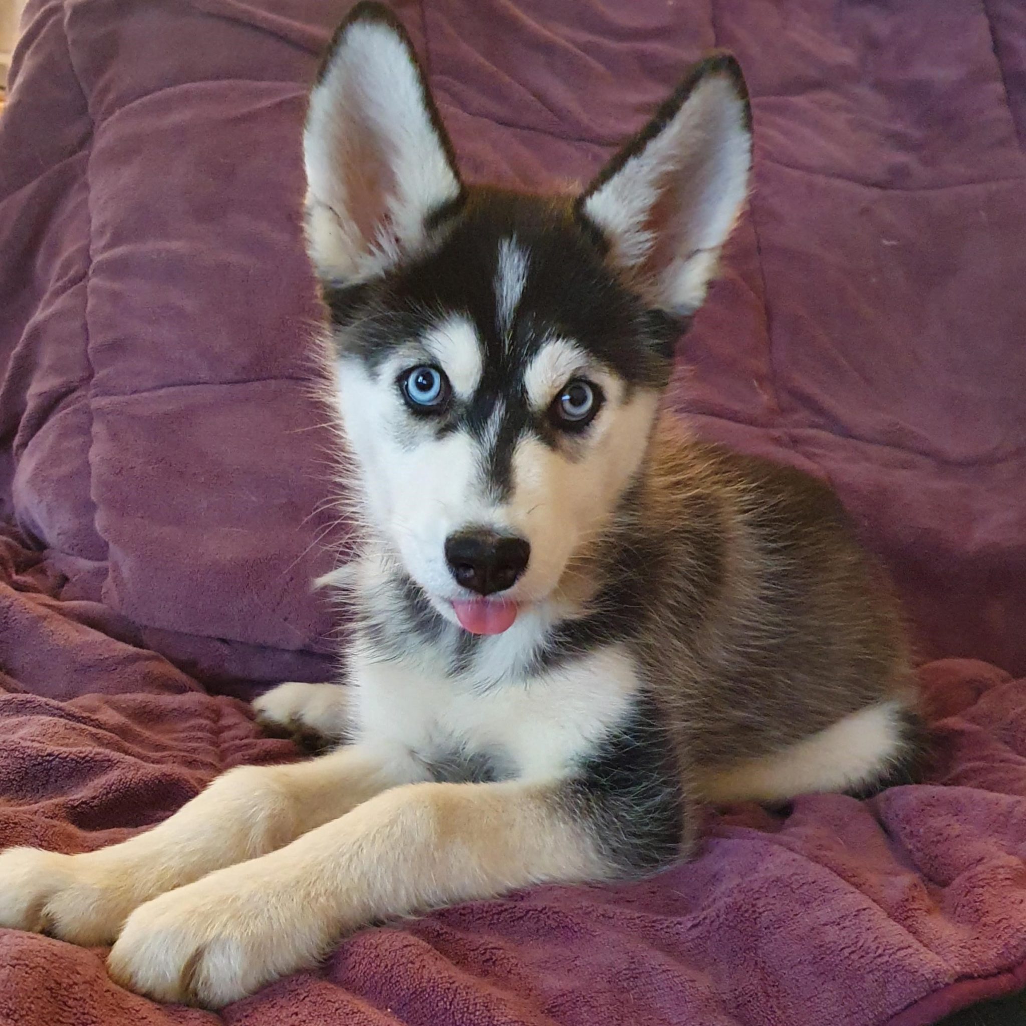 Princesse De La Ville Elle A Les Yeux D'un Husky
