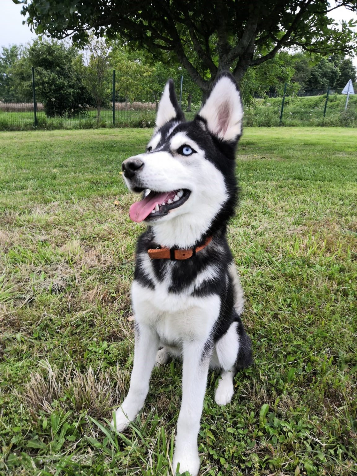 Princesse De La Ville Elle A Les Yeux D'un Husky