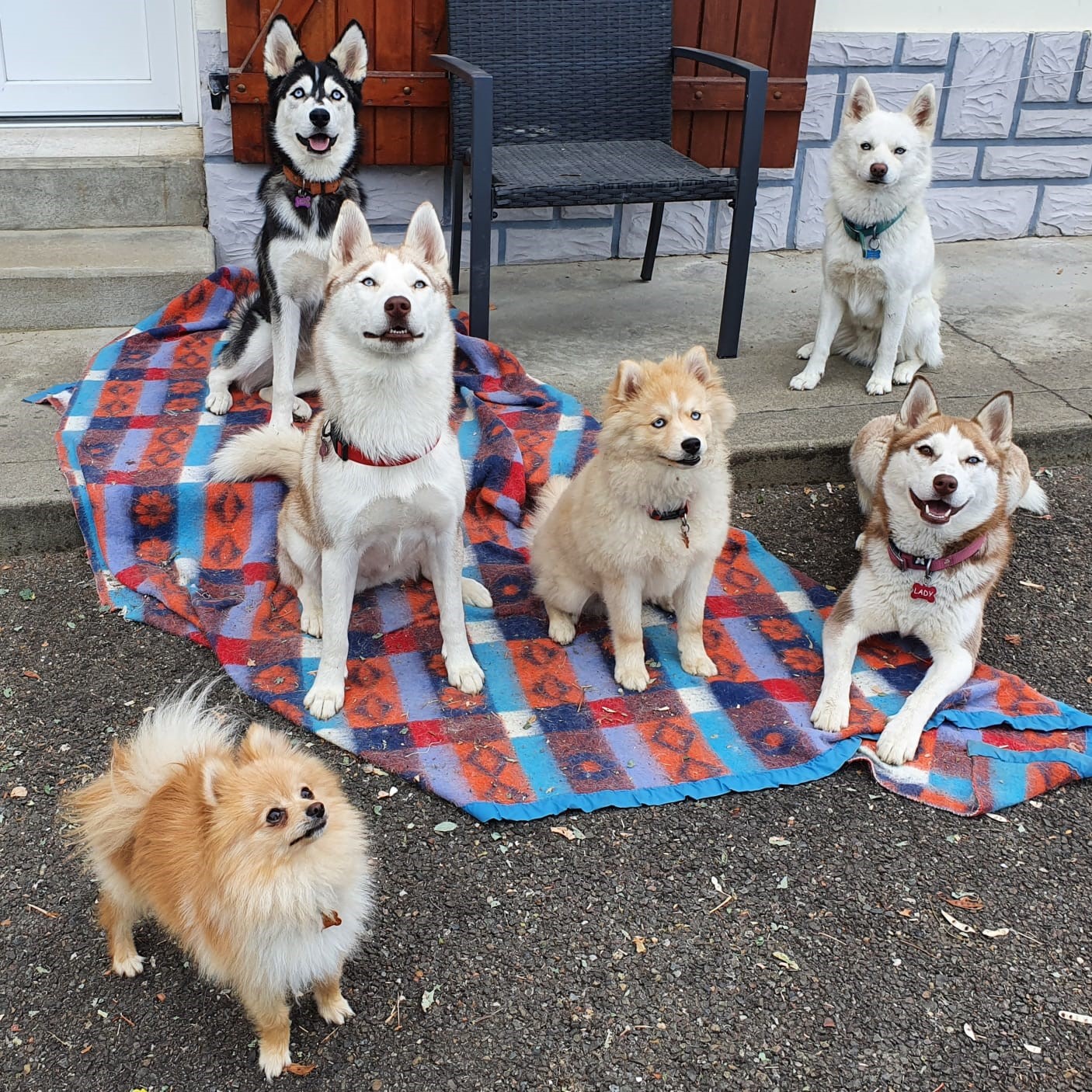 Élevage de pomsky en France, Pomskylandes ! La référence du Pomsky !