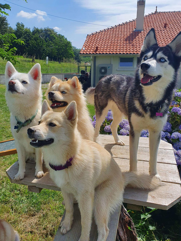 Photos des chiens debout sur un support en bois